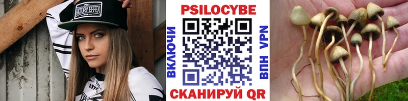 Купить  Тогучин  Псилоцибиновые грибы Psilocybine cubensis 